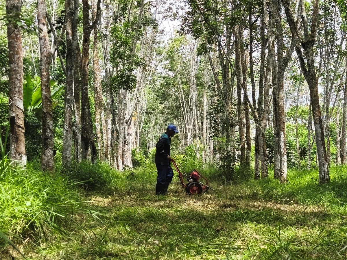 Perkhidmatan Mesin Rumput KebunKemas